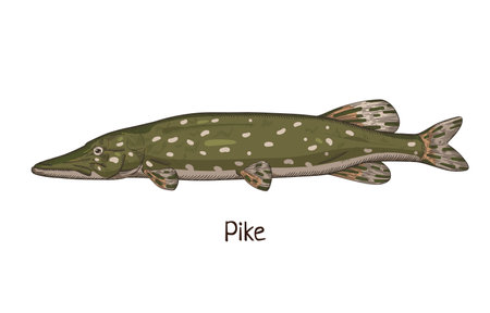 Pike, vintage drawing. Realistic river freshwater fish, water animal species drawn in retro style. Esox lucius side view. Detailed vector illustration isolated on white backgroundのイラスト素材