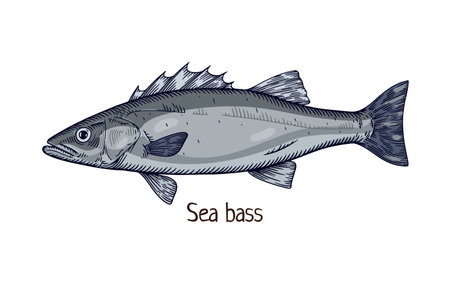 Sea bass, realistic drawing in vintage realism style. Detailed ocean fish. Marine water animal species, seabass. Hand-drawn retro vector illustration isolated on white backgroundのイラスト素材