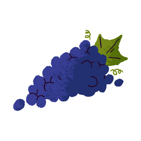 Grapes bunch, cluster with green leaf. Sweet fresh ripe purple berries, fruits on branch. Healthy vitamin food. Flat vector illustration isolated on white backgroundのイラスト素材