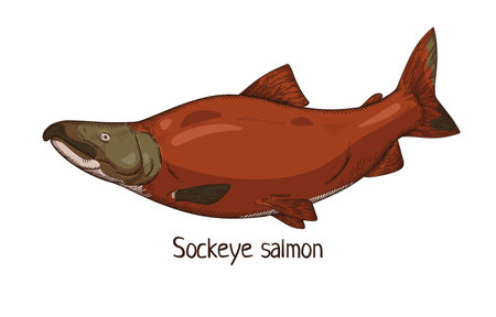 Sockeye, red salmon. Vintage drawing of Oncorhynchus nerka, Pacific ocean fish. Realistic marine green-headed animal drawn in retro realism style. Vector illustration isolated on white backgroundのイラスト素材