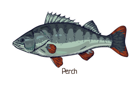 Perch, realistic vintage drawing. Freshwater fish, aquatic animal with spiky fin. Detailed realism, Perca flavescens drawn in retro style. Vector illustration isolated on white backgroundのイラスト素材