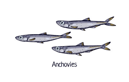 Anchovies, detailed drawing in retro realistic style. Vintage drawn sea, ocean fish, small marine fauna. Saltwater animal species. Handdrawn vector illustration isolated on white backgroundのイラスト素材