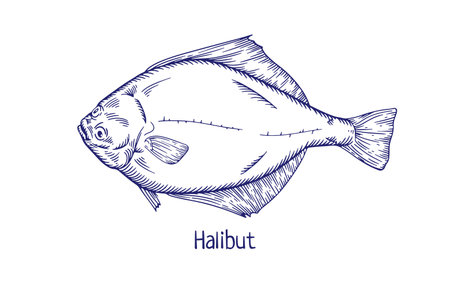 Halibut, outlined engraved sea fish. Marine flatfish, vintage ocean fauna drawing. Detailed Atlantic animal species with fins drawn in retro style. Vector illustration isolated on white backgroundのイラスト素材