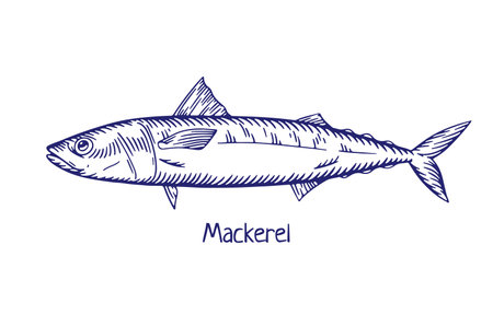 Mackerel, detailed engraved drawing in retro style. Vintage sea, ocean fish. Marine water animal species, etched ink scombridae fauna. Hand-drawn vector illustration isolated on white backgroundのイラスト素材