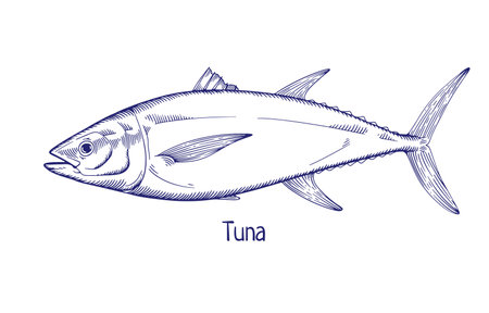 Tuna, vintage outlined engraved drawing. Sea, ocean fish drawn in retro etched style. Marine saltwater animal species. Detailed contoured handdrawn vector illustration isolated on white backgroundのイラスト素材