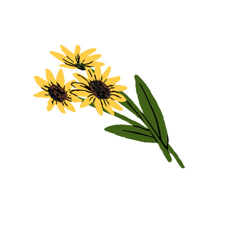 Sunflowers, summer plants. Blooming blossomed sun flowers on stems with leaves. Field floral bunch with yellow petals. Flat vector illustration isolated on white backgroundのイラスト素材