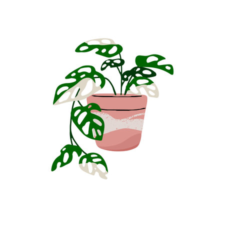 Swiss cheese plant, split leaf philodendron in pot. Monstera deliciosa growing in flowerpot. Tropical houseplant, exotic flower. Floral interior decoration. Flat isolated vector illustration on whiteのイラスト素材