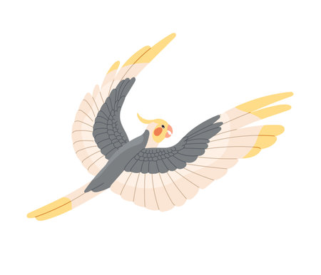 Cute cockatiel flying. Australian parrot with fluffed yellow crest spread wings. Corella, quarrion, weiro fly. Colorful bird, exotic pet. Flat isolated vector illustration on white backgroundのイラスト素材