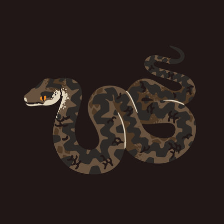 European adder. Patterned vipera berus. Dangerous common viper. Venomous snake of forests in Europa....