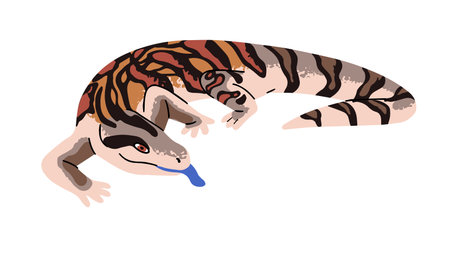 Blue tongued skink or lizard with patterned skin. Exotic striped reptile. Tropical reptilian. Wild small animal of jungle. Rainforest fauna. Flat isolated vector illustration on white backgroundのイラスト素材