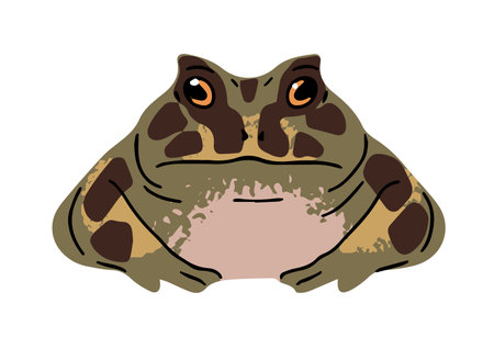 Ceratophrys frog with patterned, spotted skin. Big horned toad sits. Green exotic reptile with cute muzzle. Rainforest froglet. Tropical swamp amphibian. Flat isolated vector illustration on whiteのイラスト素材