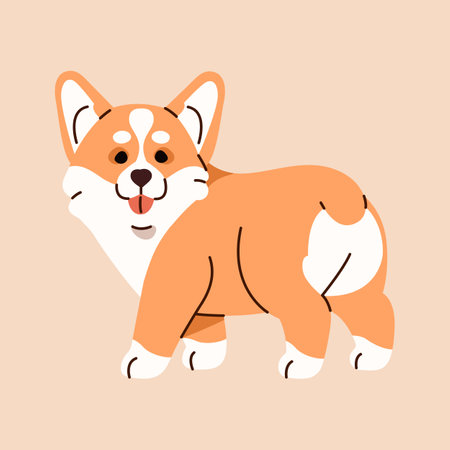 Funny small Pembroke welsh corgi looks back. Fluffy herding dog puppy stands. Playful little doggy, cute pup shows tongue. Happy pet, amusing domestic animal. Flat isolated vector illustrationのイラスト素材