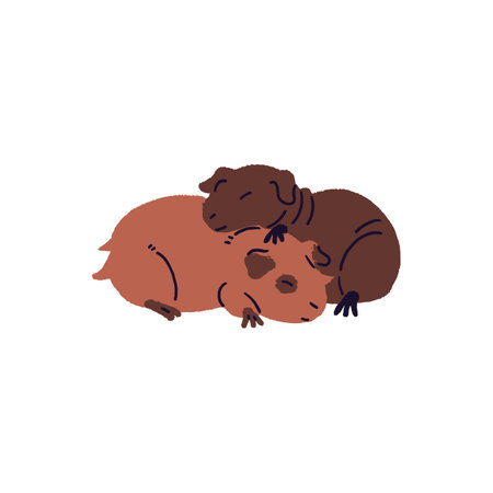 Cute couple of asleep bald and fluffy guinea pigs. Funny pair of cavies sleeps, has a rest together. Adorable small pets cuddle, relax, nap. Flat isolated vector illustration on white backgroundのイラスト素材