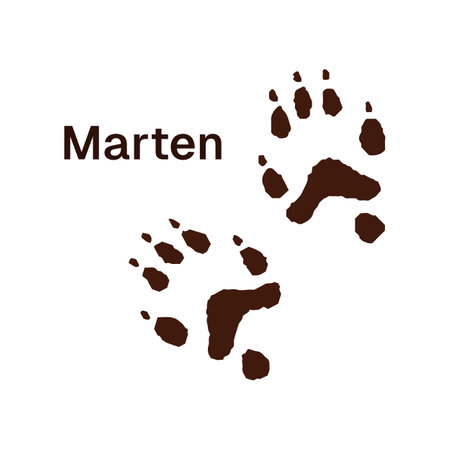 Trails of marten with inscription. Icon of sable traces. Print of predator paws with claws on ground. Silhouettes of wild animals tracks. Flat isolated vector illustration on white backgroundのイラスト素材