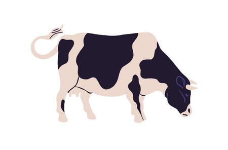 Cute milk cow with black spots on skin grazes on pasture. Dairy farm animal, livestock walks on ranch. Cattle eats on field. Farming, countryside fauna. Flat isolated vector illustration on whiteのイラスト素材