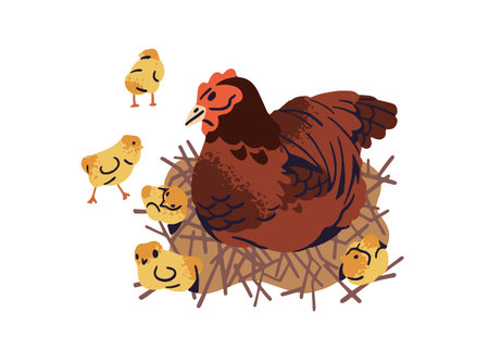 Mother hen and her chickens sit on nest. Happy family of poultry is at country. Cute ranch birds, feathered farm animals, fowl, livestock. Flat isolated vector illustration on white backgroundのイラスト素材