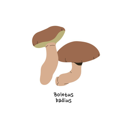 Icon of boletus badius or bay bolete. Woodland mushroom with brown cap. Edible forest fungus with name. Autumn fungi for food. Fall nature. Flat isolated vector illustration on white backgroundのイラスト素材