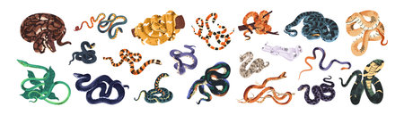Set of different snakes. Tree serpents, venomous vipers, poisonous cobras, tropical boas, exotic pythons. Dangerous reptiles, jungle animals. Flat isolated vector illustrations on white backgroundのイラスト素材
