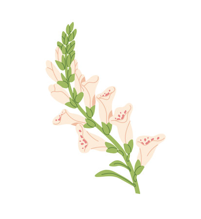 Branch of lupine. Sprig of foxglove or digitalis flower. Beautiful wildflower with little buds on long stem. Wild blossoming meadow plant. Flat isolated vector illustration on white backgroundのイラスト素材