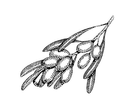 Vintage engraved sketch of tree branch with ripe olives and leaves. Twig with foliage and fruit. Drawing sprig with leafage and crop. Hand drawn isolated vector illustration on white backgroundのイラスト素材