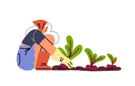 Farmer is gathering beets from beds. Farm worker is growing beetroot in garden. Woman cares about root vegetables, agriculture crop. Flat isolated hand drawn vector illustration on white backgroundのイラスト素材