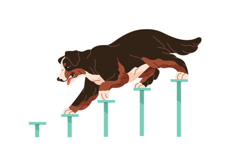 Bernese mountain dog is learning to go down and up stairs. Obedient puppy trains on animal playground. Cute pup does agility exercises on obstacle course. Flat isolated vector illustration on whiteのイラスト素材