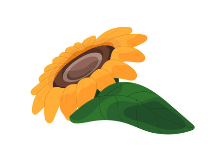 Cut head of sunflower with green leaf. Ripe sun flower with foliage icon. Blooming farm plant with leafage. Nature of summer countryside, village. Flat isolated vector illustration on white backgroundのイラスト素材