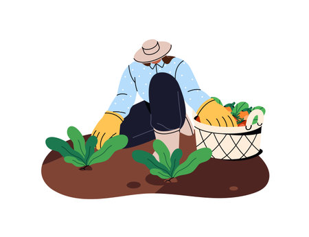 Farmer gathers harvest of vegetables. Farm worker picks up crop into basket. Woman works on ground, cultivates soil, cares about garden beds. Flat isolated vector illustration on white backgroundのイラスト素材