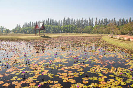 Pink Lotus Garden in sakonnakhon thailandの写真素材