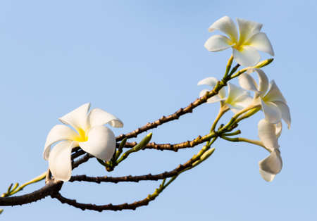 Frangipani, Plumeria, Templetree in car parkの写真素材