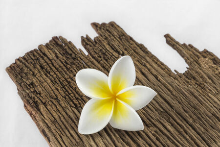 Frangipani, Plumeria, Templetree - flowerの写真素材