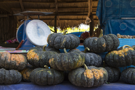 sale pumpkin harvest country farmの写真素材