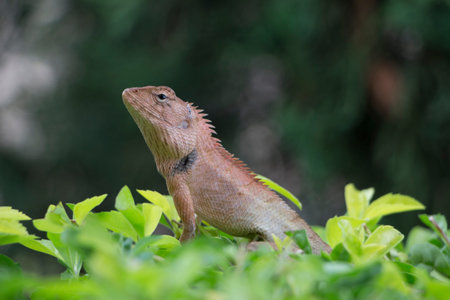 nature wildlife  lizard on green leaf