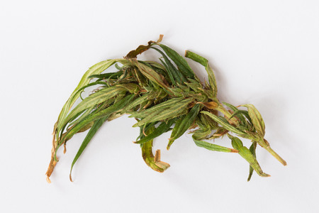 leaf of cannabis on white backgroundの写真素材