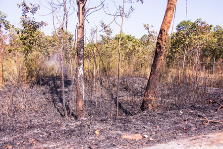 fire burning forest, nature ashの写真素材