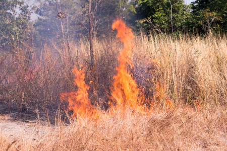 fire burning forest, nature ashの写真素材