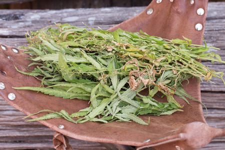 Macro photo of fresh marijuana plant bud with crystals on grunge wooden deskの写真素材