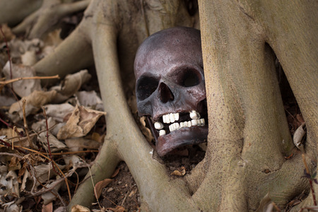 Still life photography, skull on dry leaf at bottom of big Bodhi tree ( Bodhi or pho tree is symbols of Buddhism )の写真素材