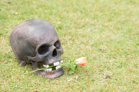 Still life art photography on skull at earth lily on green grass graveyardの写真素材