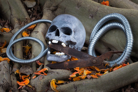 Still life photography, skull on Flame Of The Forest at bottom of big Bodhi tree ( Bodhi or pho tree is symbols of Buddhism )の写真素材