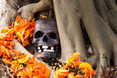 Still life photography, skull on Flame Of The Forest at bottom of big Bodhi tree ( Bodhi or pho tree is symbols of Buddhism )の写真素材
