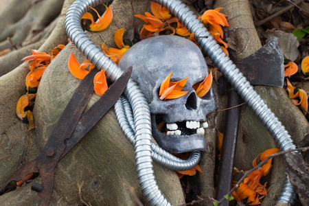 Still life photography, skull on Flame Of The Forest at bottom of big Bodhi tree ( Bodhi or pho tree is symbols of Buddhism )の写真素材
