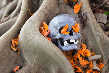 Still life photography, skull on Flame Of The Forest at bottom of big Bodhi tree ( Bodhi or pho tree is symbols of Buddhism )の写真素材