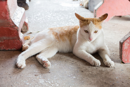 catの写真素材