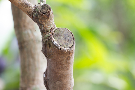 Grafting on mango tree branch,induced root,agricultural techniqueの写真素材
