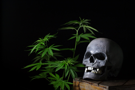 Skull Smoking Cannabis Still Lifeの写真素材