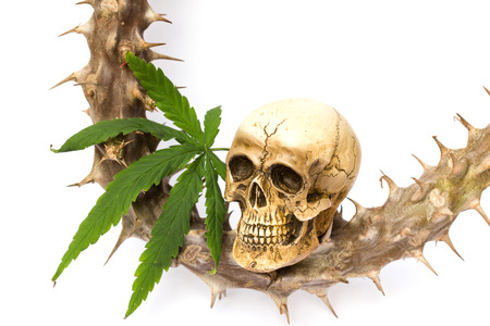 Skull and Green Cannabis Leafの写真素材
