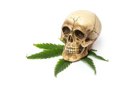 Skull and Green Cannabis Leafの写真素材
