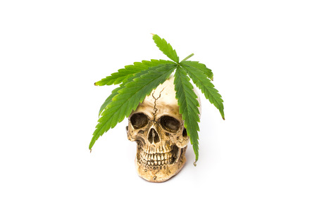 Skull and Green Cannabis Leafの写真素材