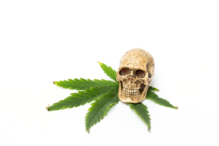 Skull and Green Cannabis Leafの写真素材